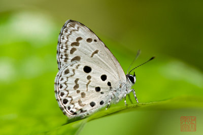 Acytolepis puspa lambi (Common Hedge Blue)