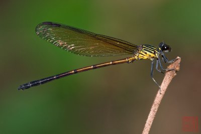 Euphaea ochraceae (male)