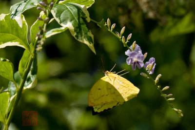 Catopsilia pomona pomona -f. pomona