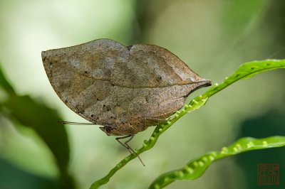 Kallima limborgii amplirufa (The Leaf butterfly)