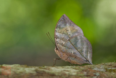 Kallima limborgii amplirufa (The Leaf butterfly)