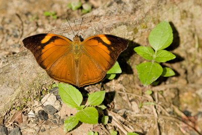 Doleschallia bisaltide pratipa (Autumn Leaf)