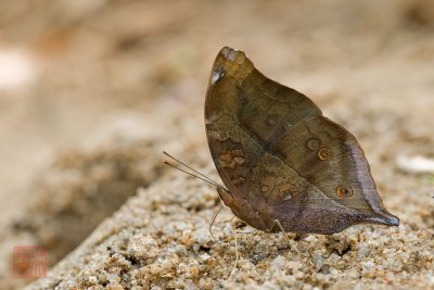 Doleschallia bisaltide pratipa (Autumn Leaf)