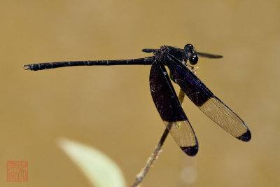 Dysphaea dimidiata