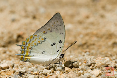 Polyura delphis concha (Jeweled Nawab)