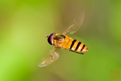 Hoverfly (Asarkina sp)
