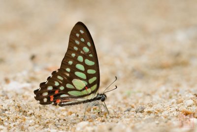 Graphium arycles arycles (The Spotted Jay)