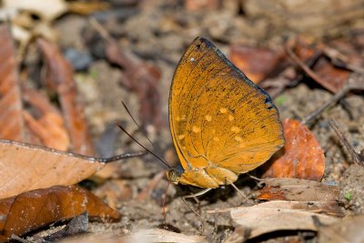 Lexias pardalis dirteana (Archduke) - male