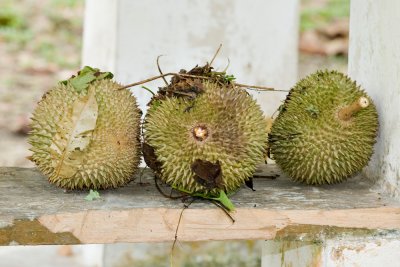 wild durian