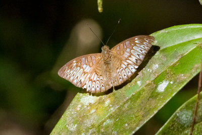 Tanaecia munda waterstradti (male)