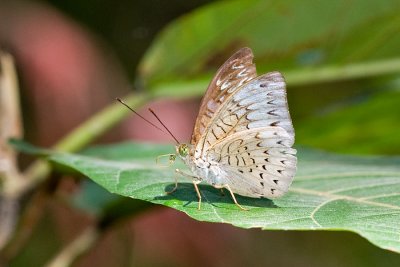 Tanaecia munda waterstradti (male)