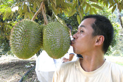 Kissing durian.jpg