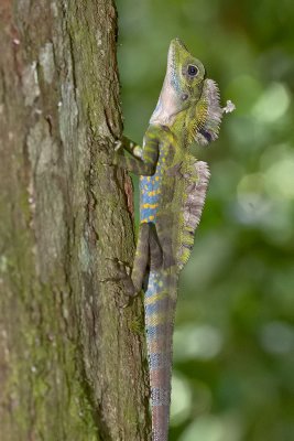 Gonocephalus grandis (Angle head lizard ) - male