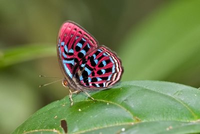 Paralaxita damajanti damajanti ( The Malay Red Harlequin)