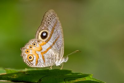 Erites angularis angularis (The Angle Cyclops)