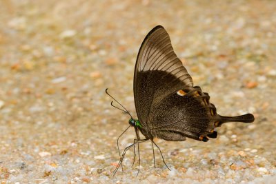 Papilio palinurus palinurus (Banded Peacock)