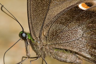 Papilio palinurus palinurus (Banded Peacock)