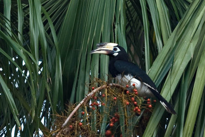 Anthracoceros albirostris (Oriental Pied Hornbill)