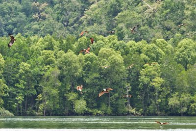 Haliastur indus (Brahminy Kite)