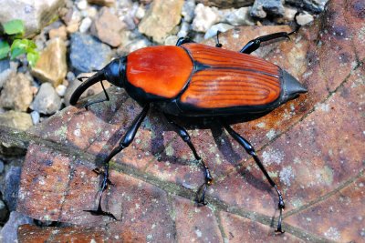 Rhynchophorus ferrugineus (Red palm weevil)
