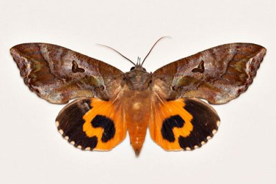 Eudocima phalonia (female) Up