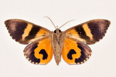 Eudocima phalonia (female) Ux