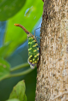 Pyrops siderea