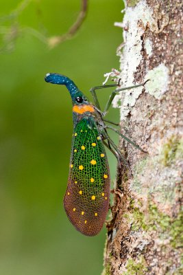 Pyrops whiteheadi