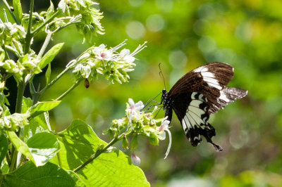 Papilio nephelus saturnus -ab. albolineatus