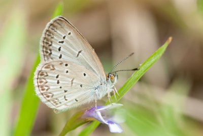 Zizina otis lampa (Lesser Grass Blue)