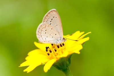 Zizina otis lampa (Lesser Grass Blue)