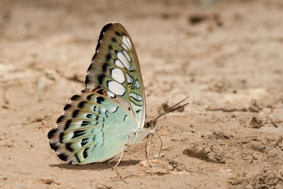 Parthenos sylvia borneensis