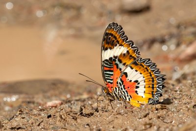 Cethosia hypsea hypsea