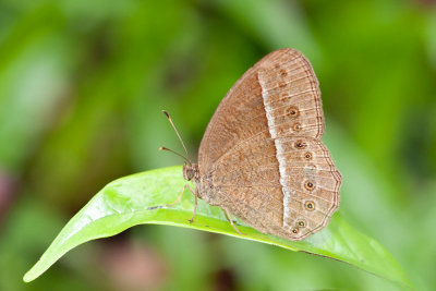 Mycalesis janardana baluna