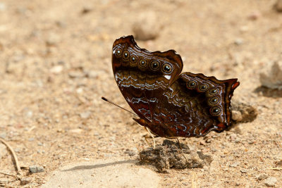 Rhinopalpa polynice helionice