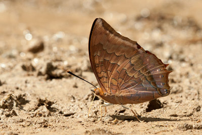 Charaxes bernardus repetitus