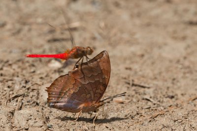Charaxes bernardus repetitus