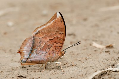 Charaxes bernardus repetitus