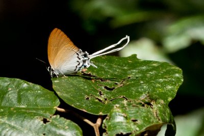 Cheritra freja ochracea