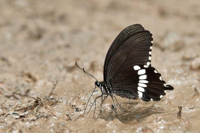 Papilio polytes theseus