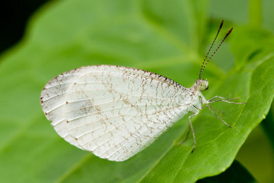 Leptosia nina malayana