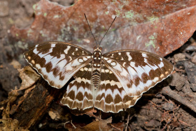 Lexias canescens canescens (female)