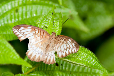 Euthalia iapis ambalika (Forsfield's Baron)