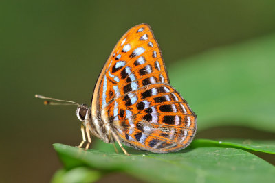 Laxita thuisto thuisto (Lesser Harlequin)