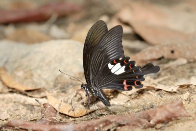 Papilio helenus helenus