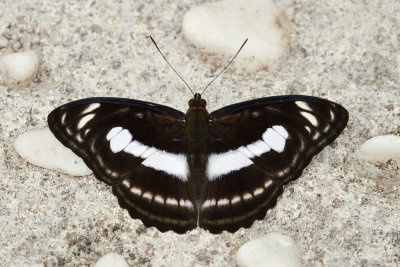 Athyma selenophora amharina (The Staff Sergeant) - male