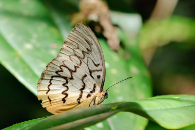 Melanocyma faunula faunula (Pallid Faun)