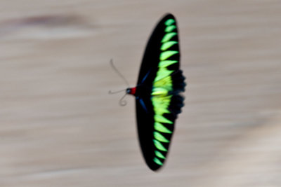 Troides (Trogonoptera) brookiana albescens (Rajah Brooke's Birdwing)