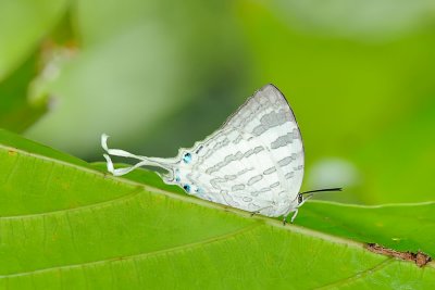 Neomyrina nivea periculosa (The White Imperial)