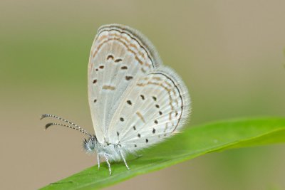 Zizula hylax pygmaea (Pygmy Grass Blue)